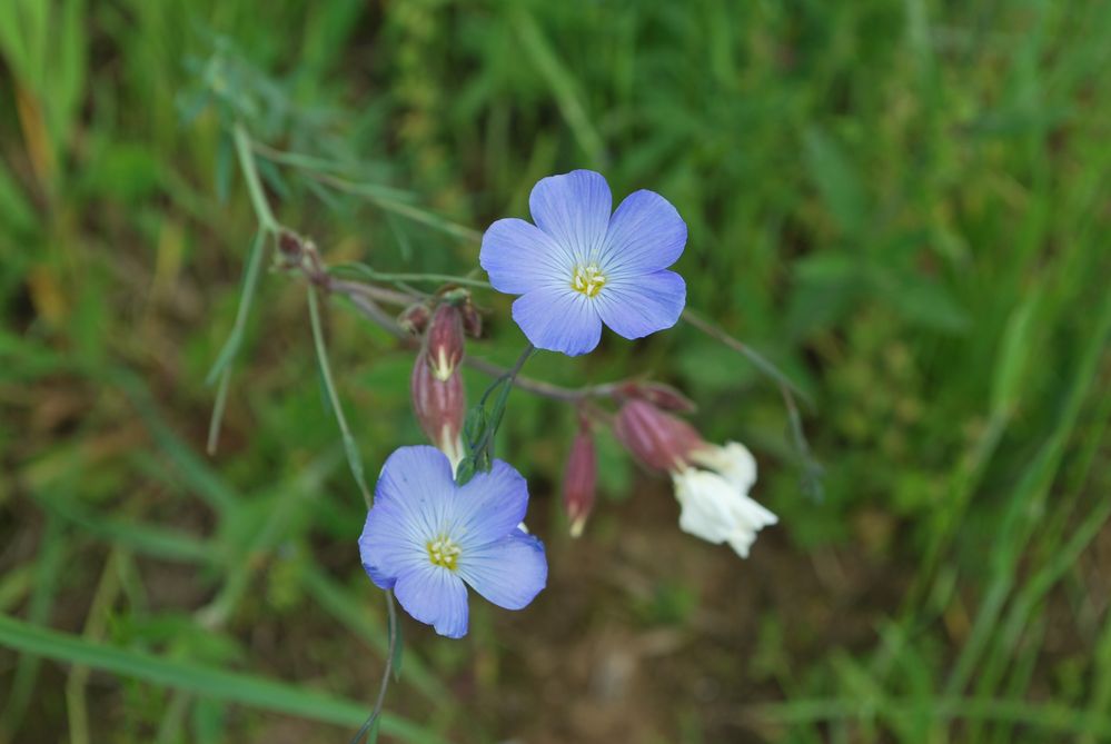 Blaue Blümchen