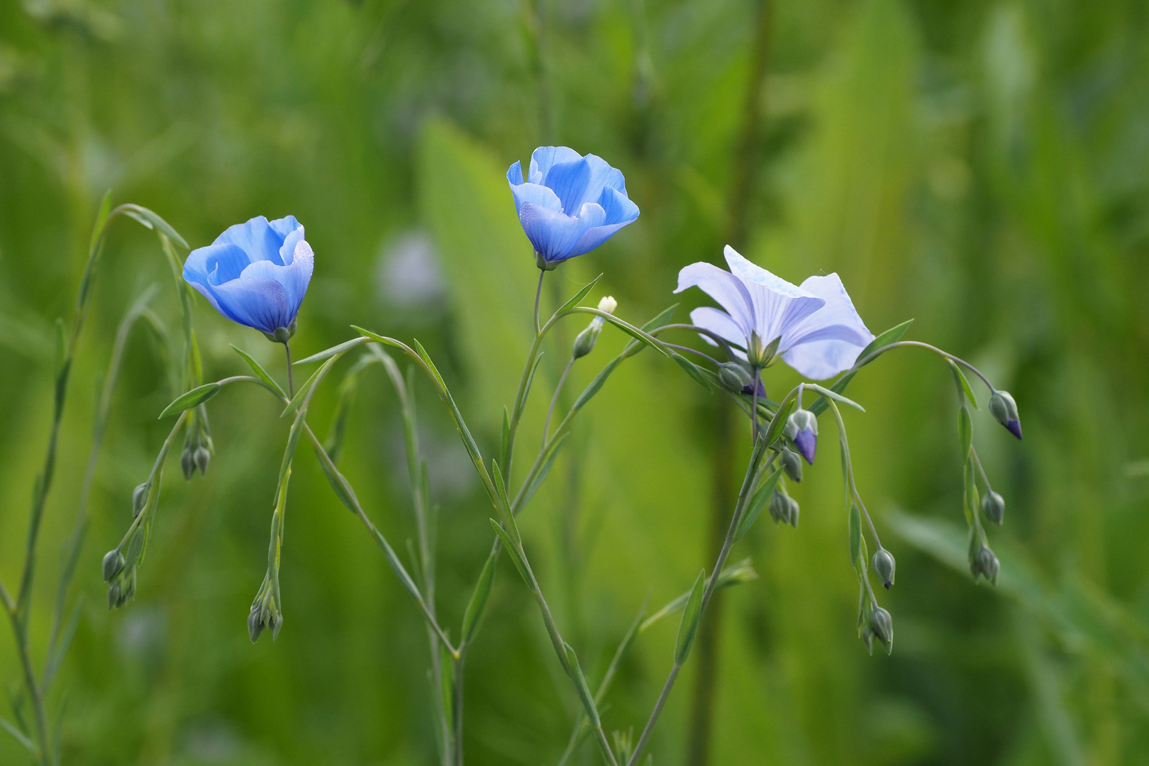 blaue blümchen...