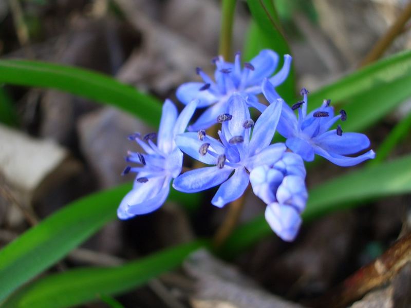 Blaue Blümchen...