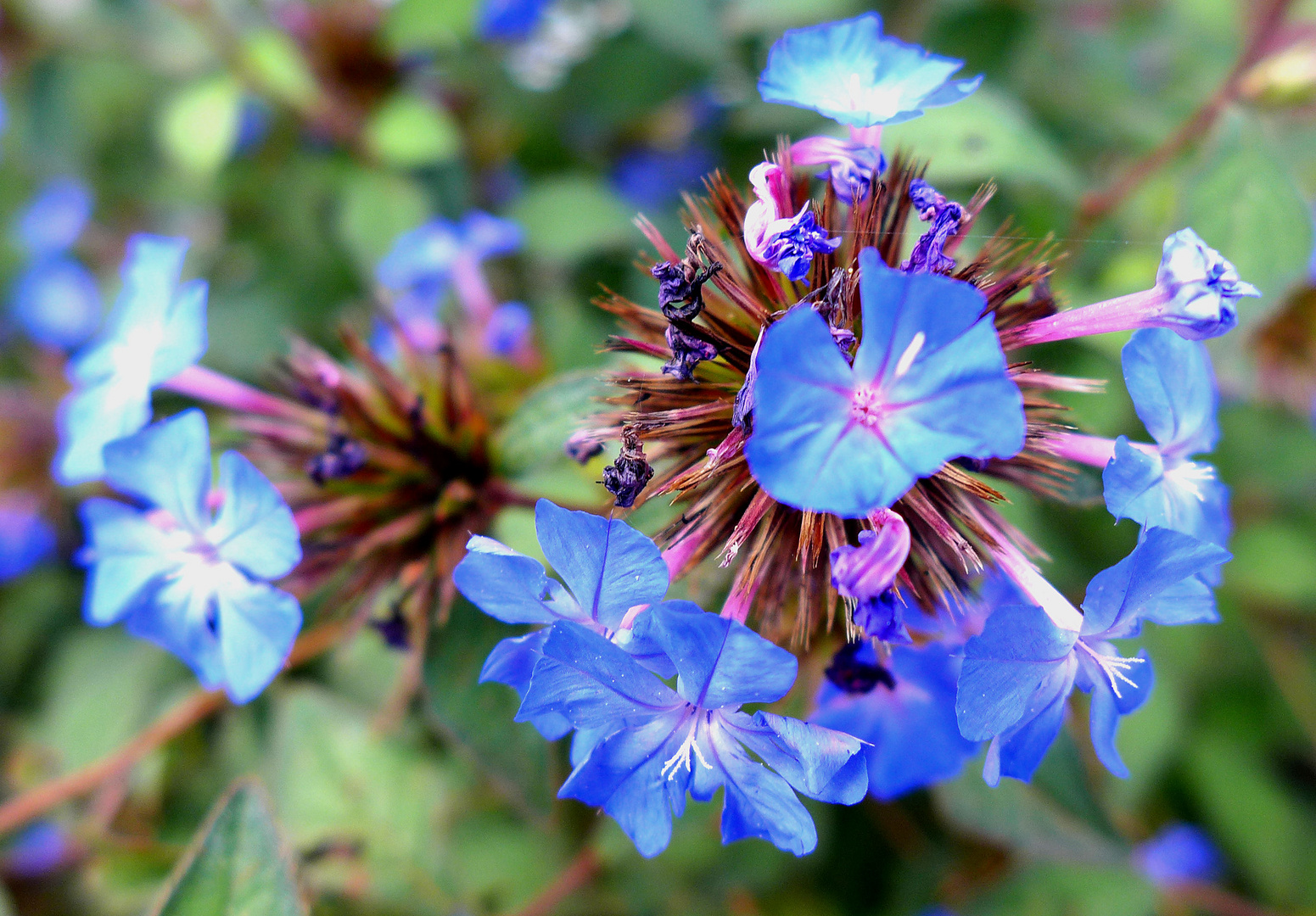 Blaue Blümchen