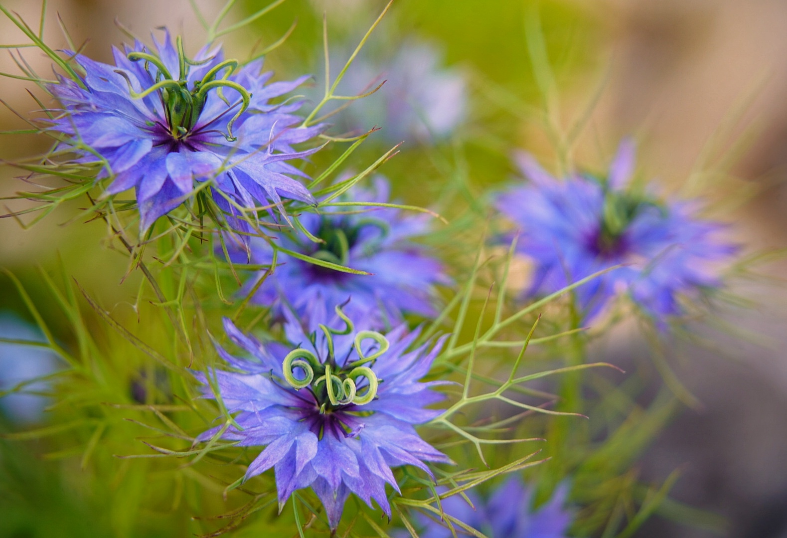 Blaue Blümchen in einem entdeckt Foto & Bild pflanzen