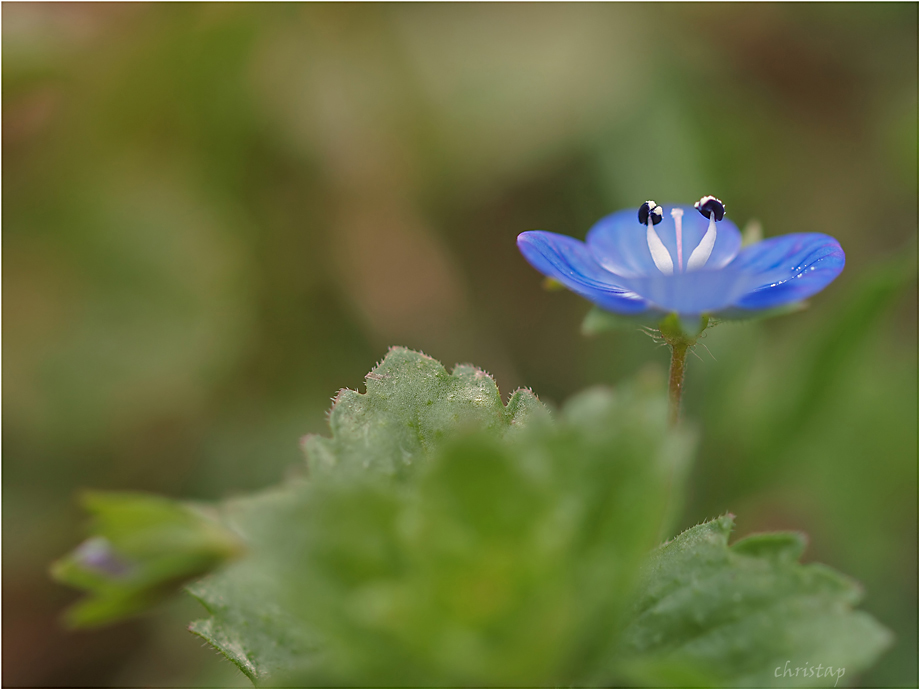 Blaue Blümchen leuchten im Grün