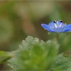 Blaue Blümchen leuchten im Grün