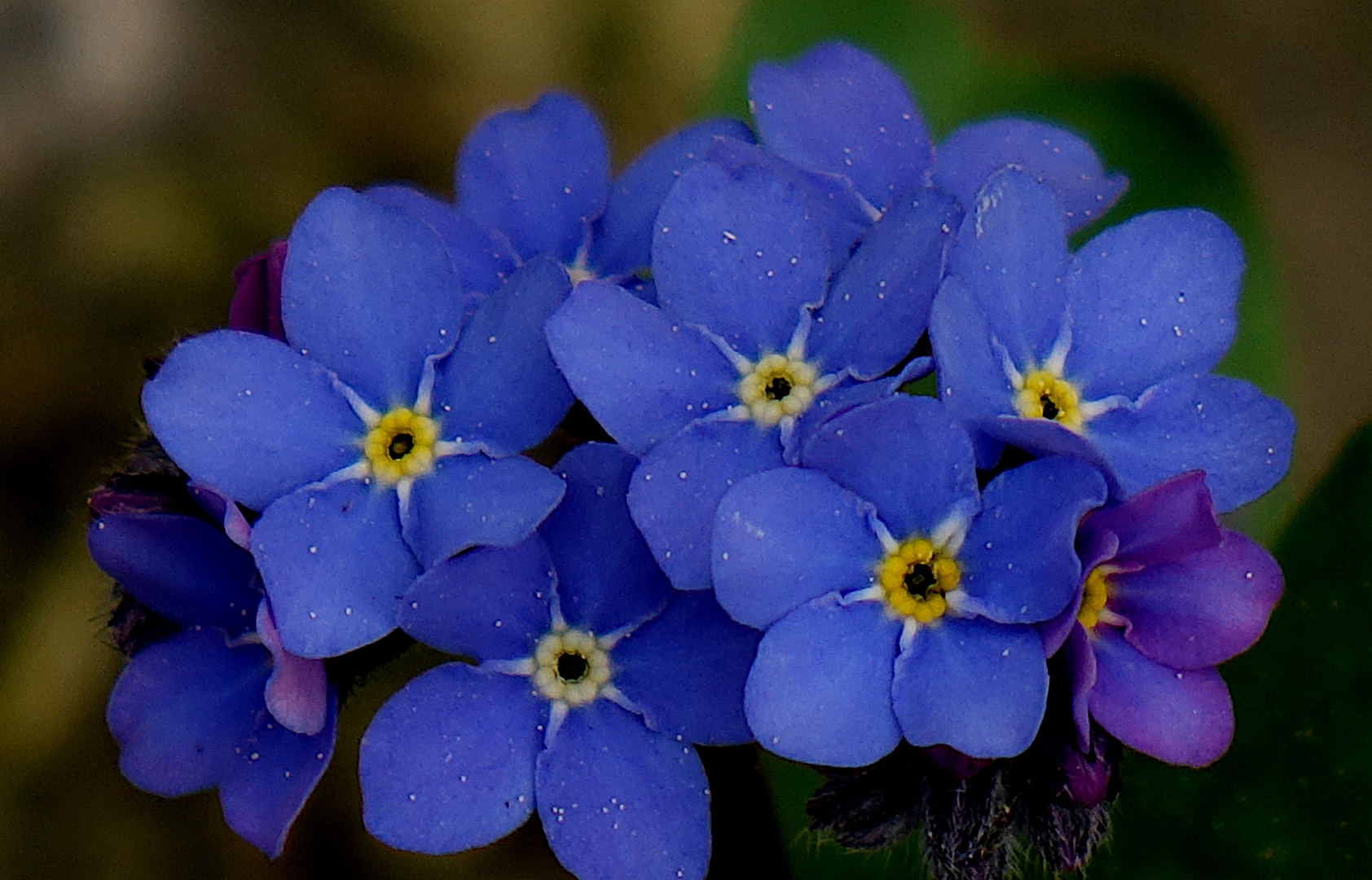 Blaue Blümchen / Vergissmeinnicht Foto & Bild flowers, nature, blau