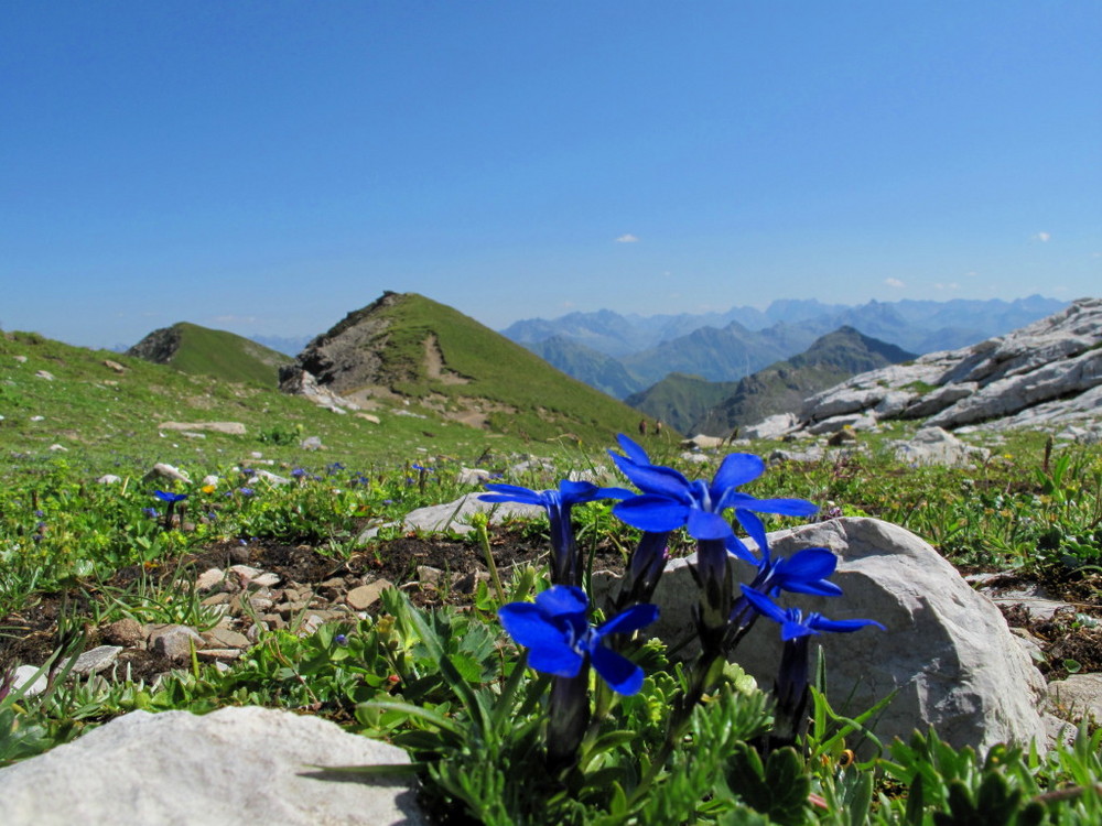 Blaue Blümchen - Weißer Fels