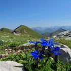 Blaue Blümchen - Weißer Fels