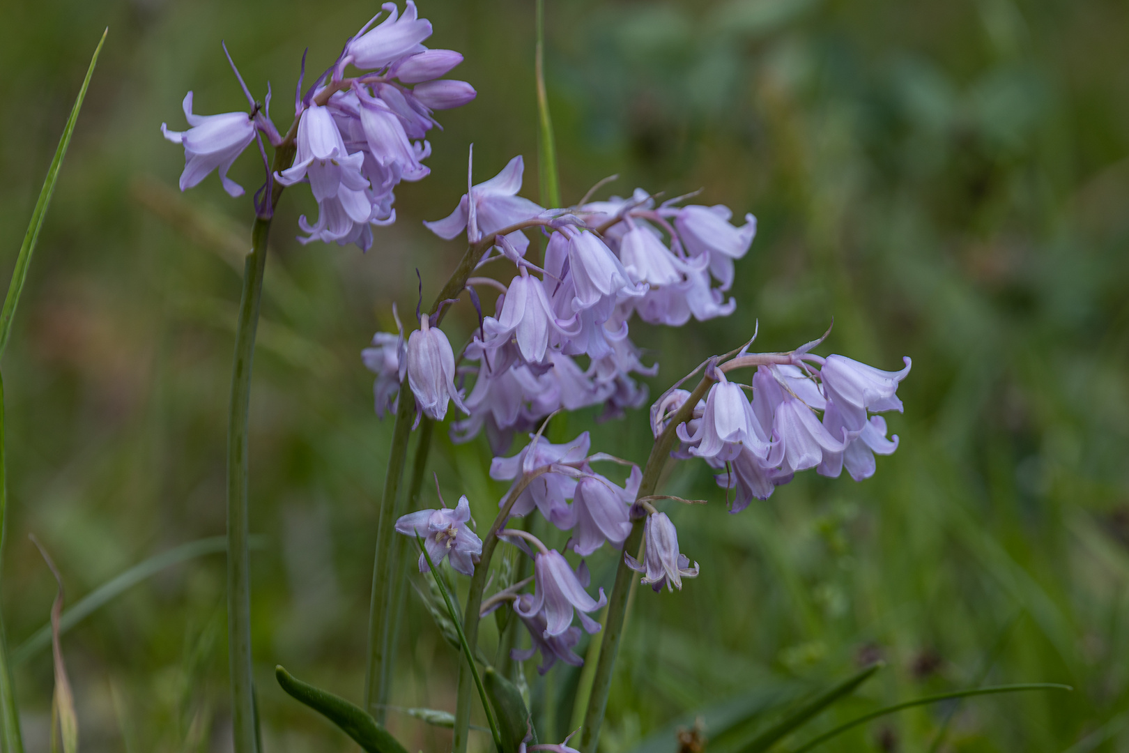 Blaue Blümchen zum Mittwoch