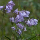 Blaue Blümchen zum Mittwoch