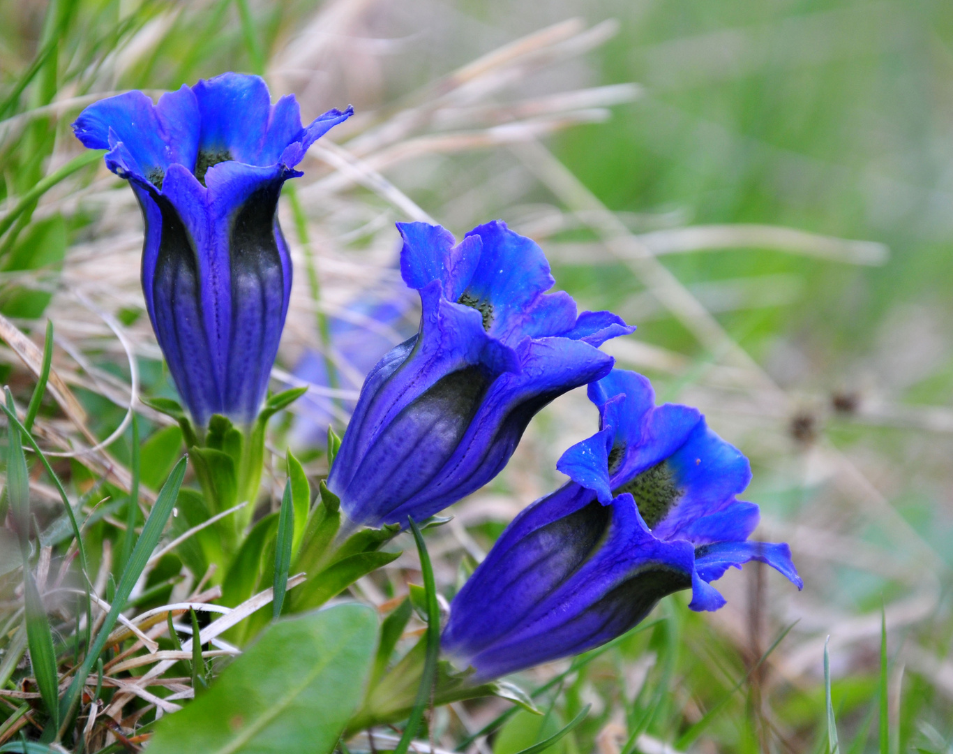 Blaue Blümlein zum Sonntag,