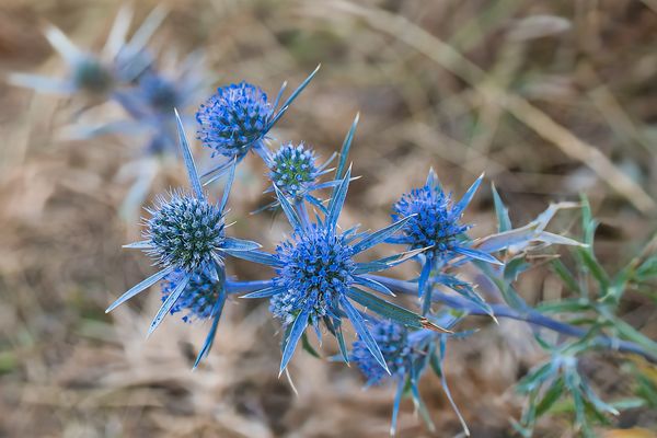 Blaue Blüte 022_0639a