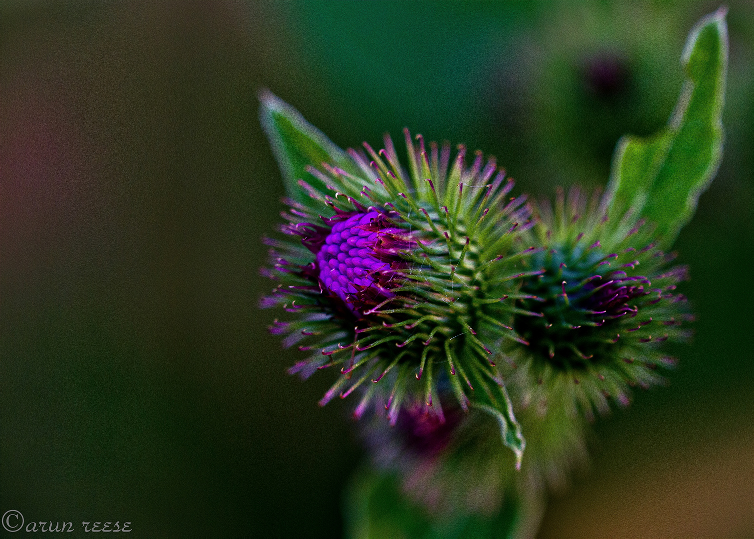 blaue Blüte