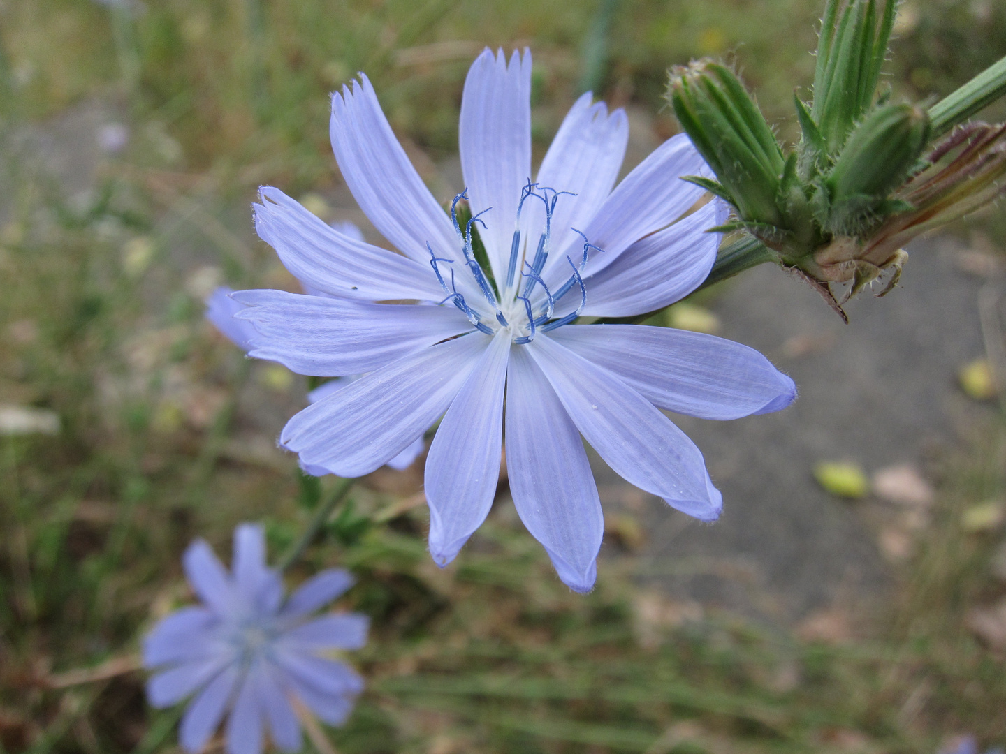 Blaue Blüte