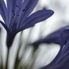 blaue Blüte 1