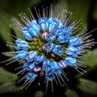 blaue Blüte