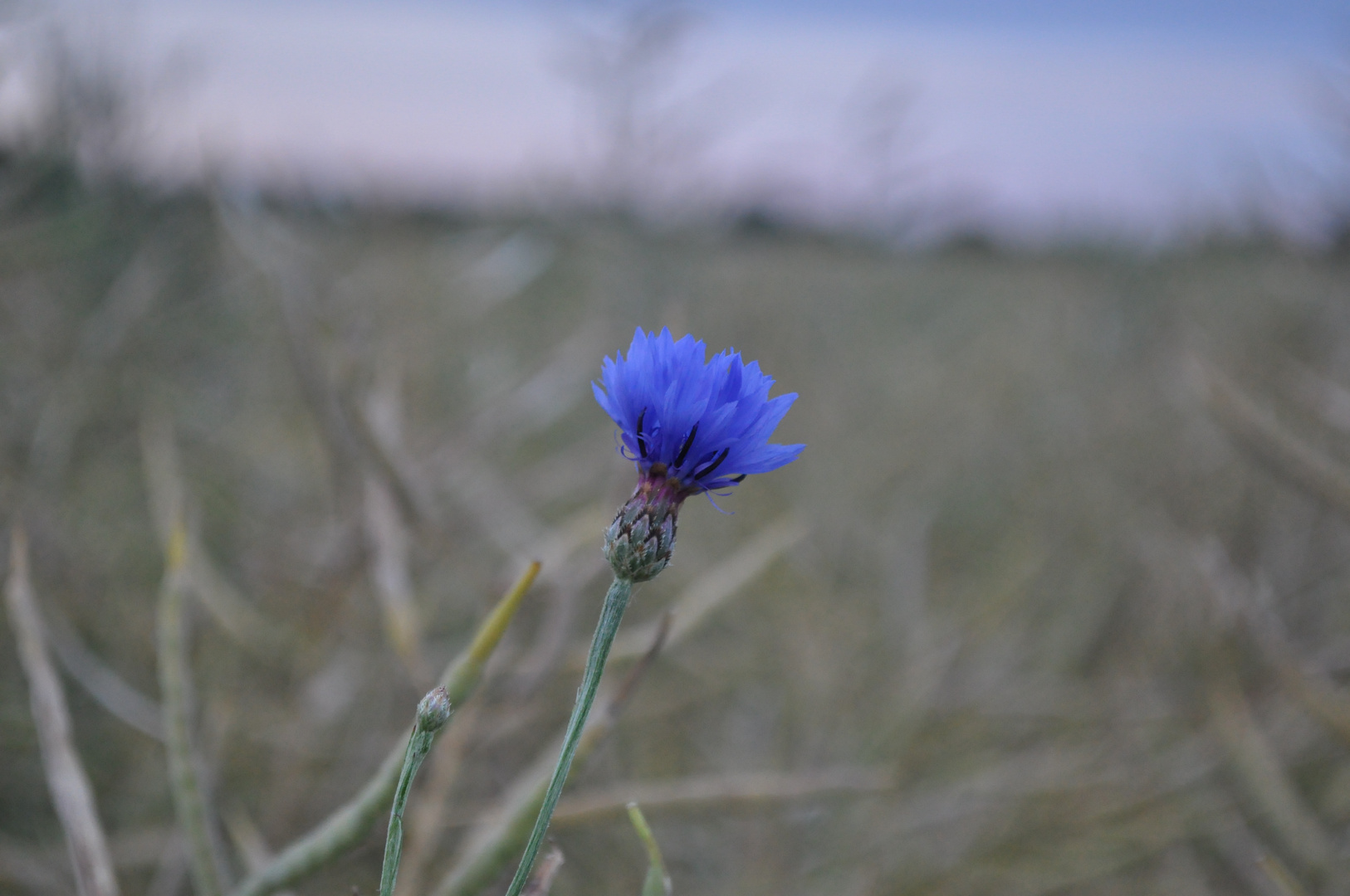 Blaue Blüte 2