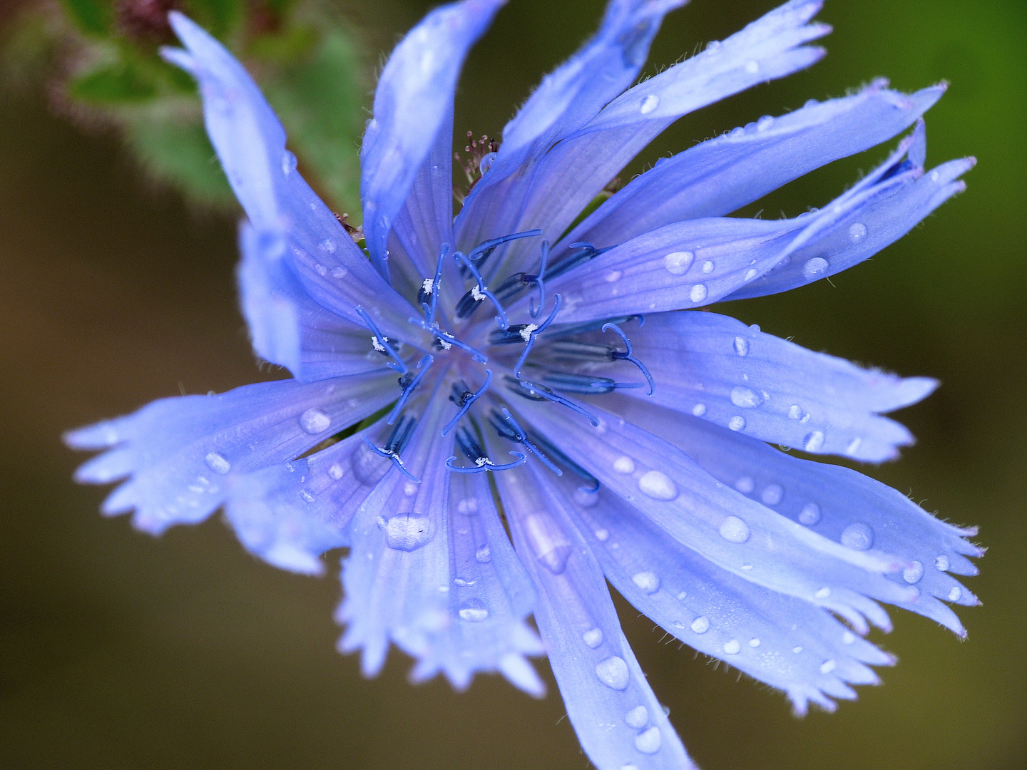 Blaue Blüte