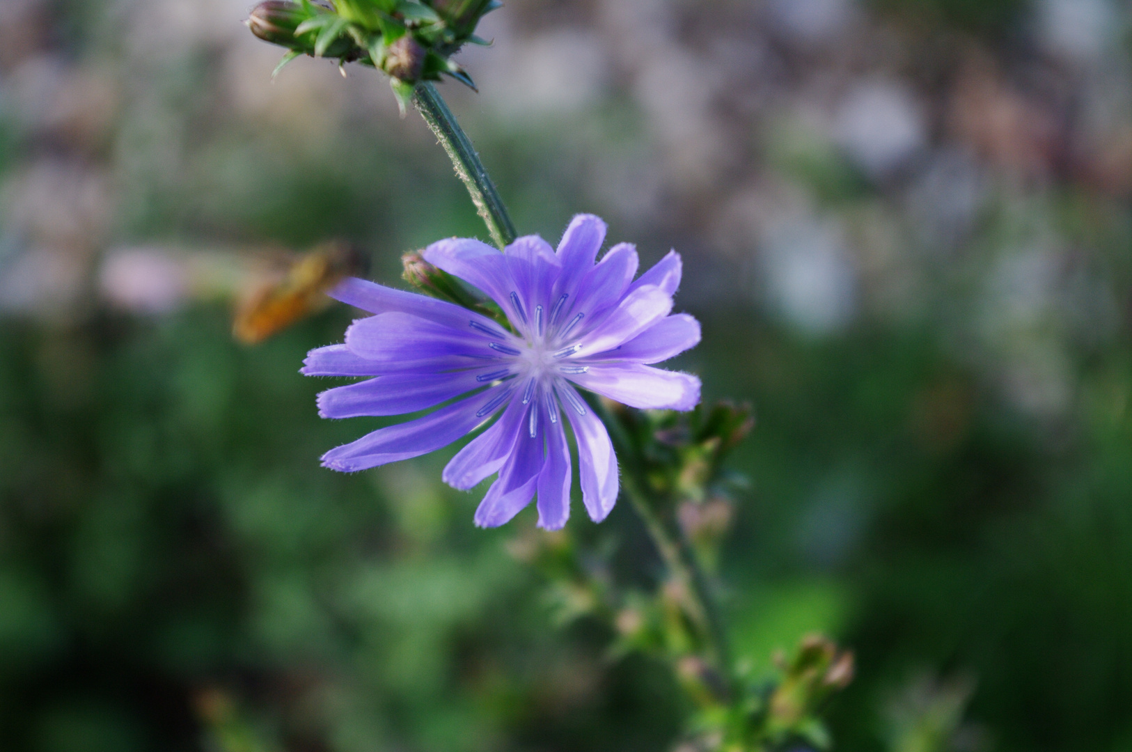 Blaue Blüte