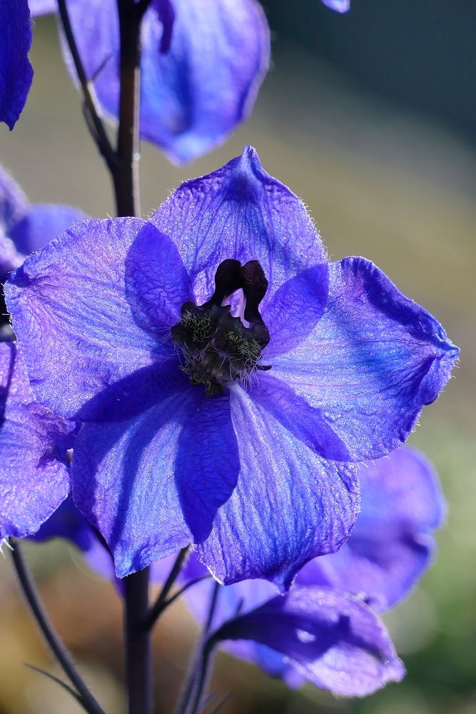 Blaue Blüte