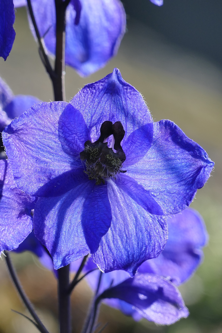 Blaue Blüte