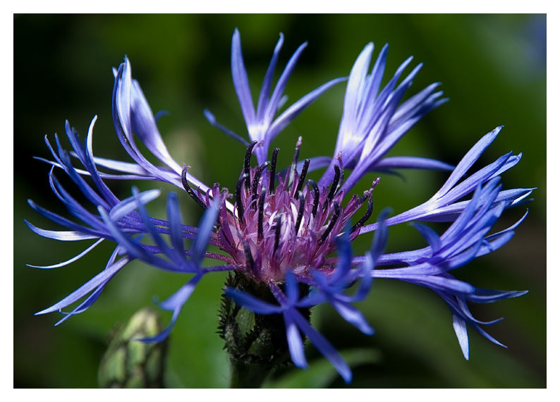 blaue Blüte