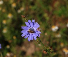 Blaue Blüte