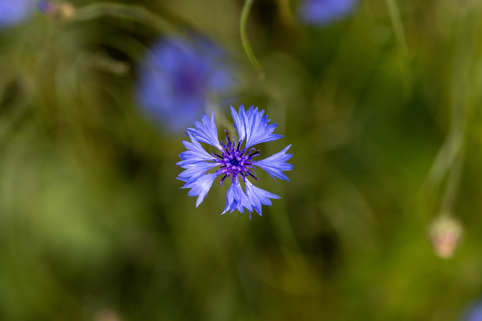 Blaue Blüte