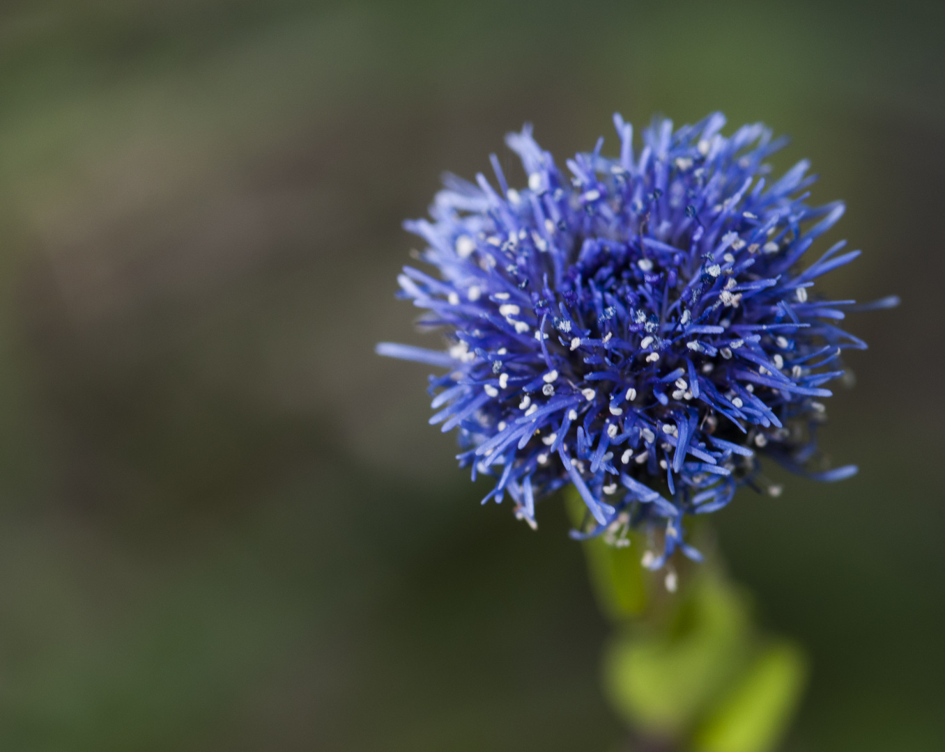 Blaue Blüte