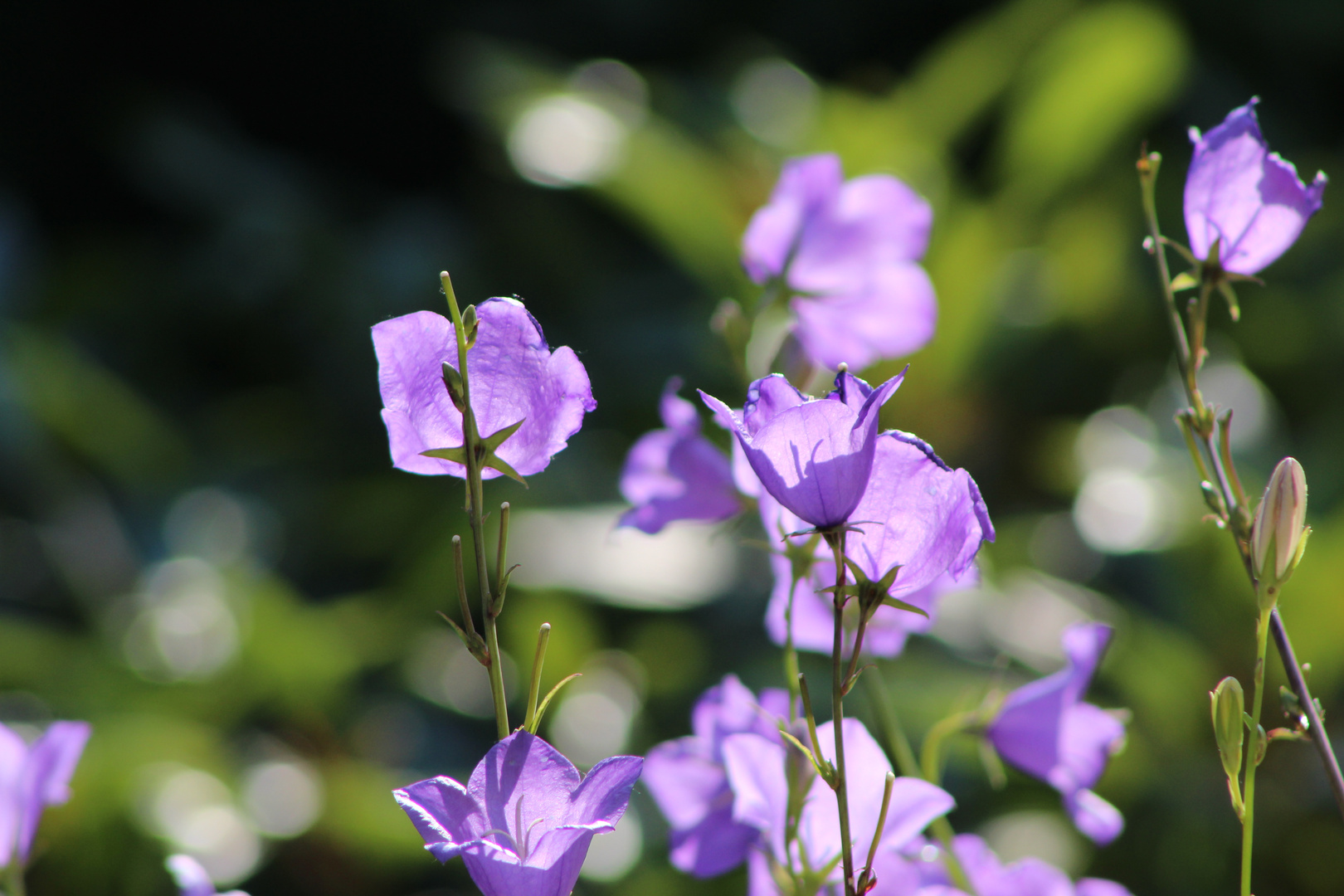 blaue Blüte