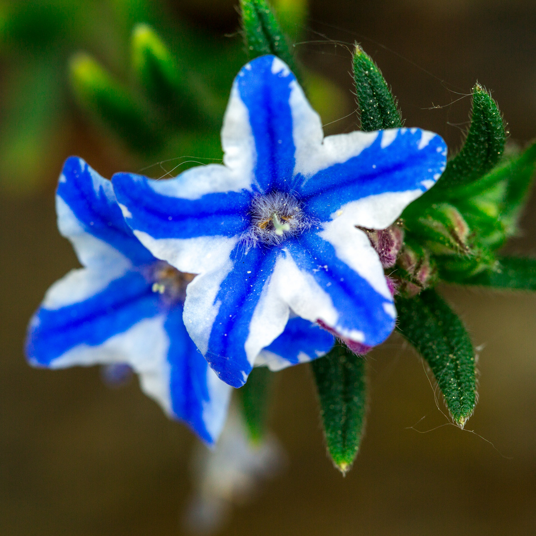 blaue Blüte