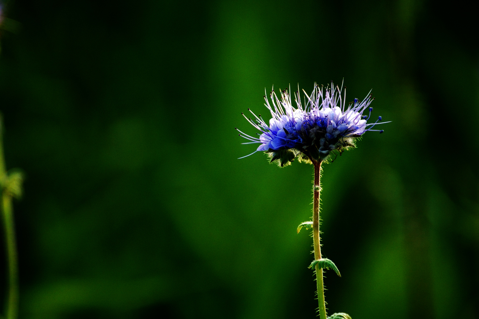 blaue Blüte