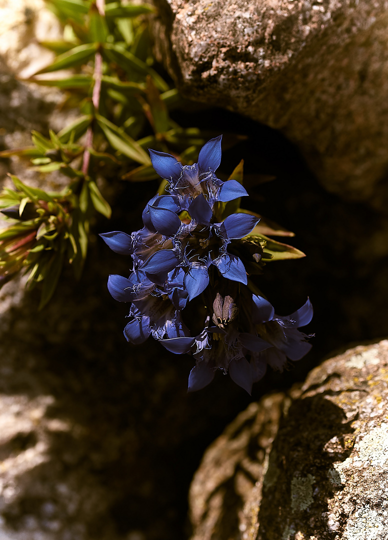 blaue Blüte