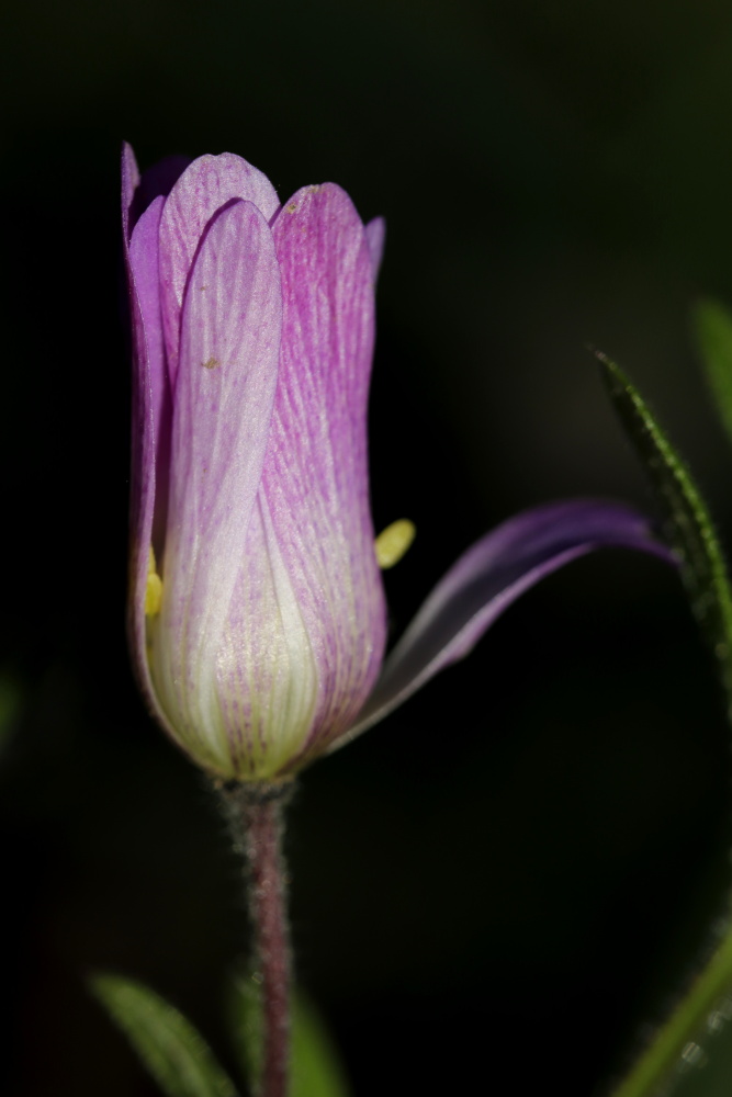 blaue Blüte