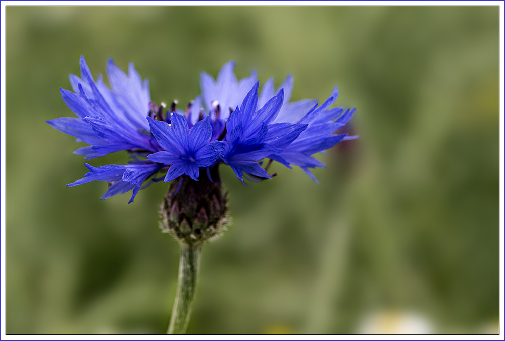 blaue Blüte