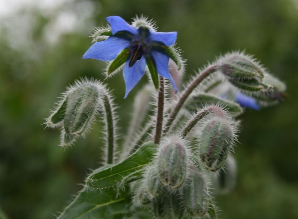 blaue Blüte