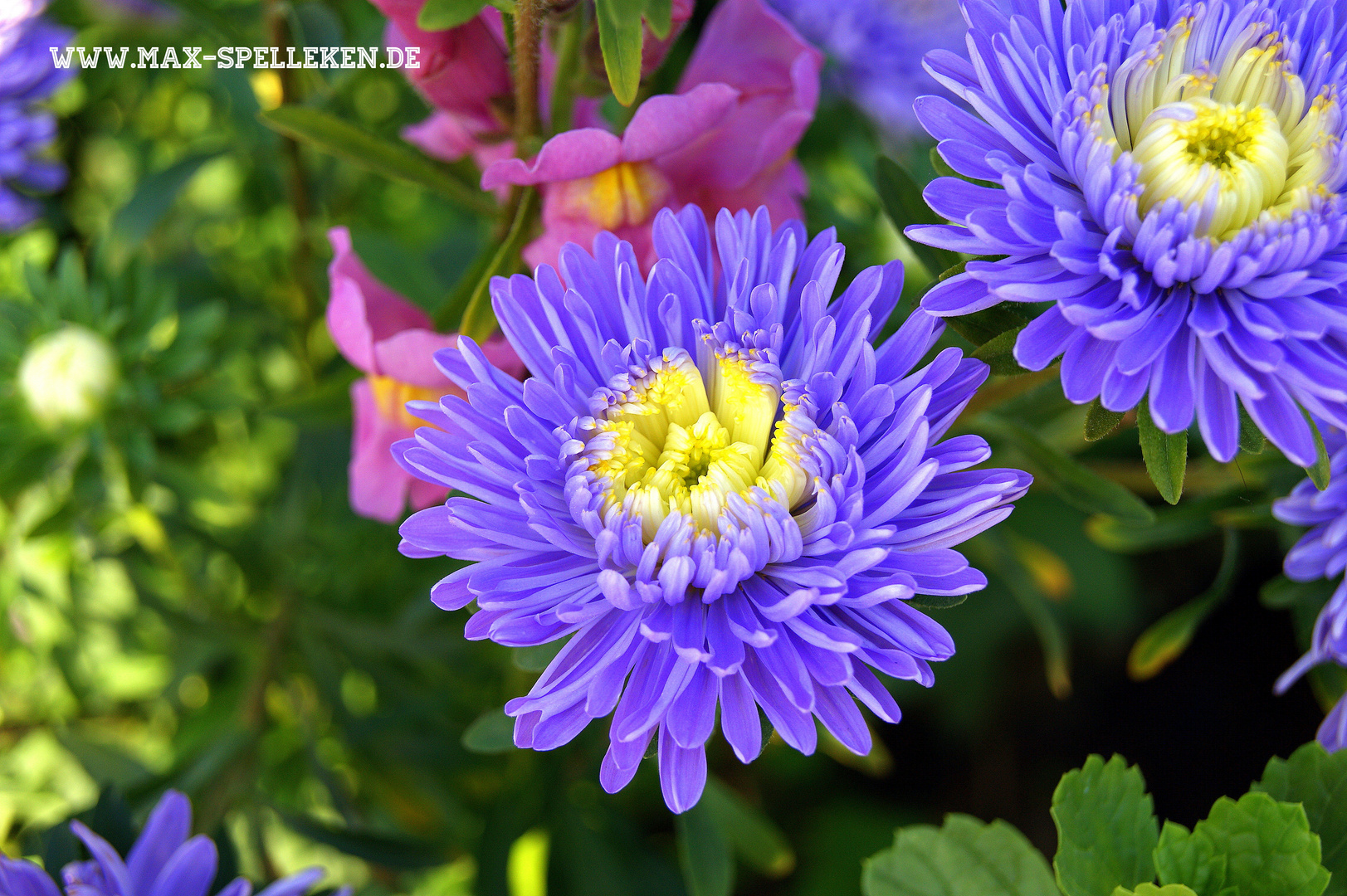 Blaue Blüte