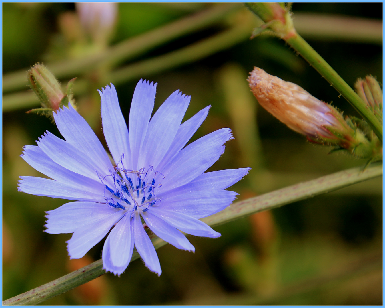 blaue Blüte