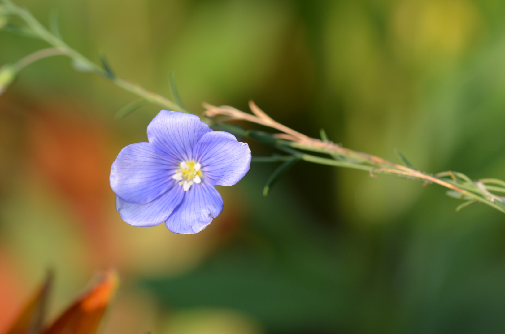 blaue Blüte