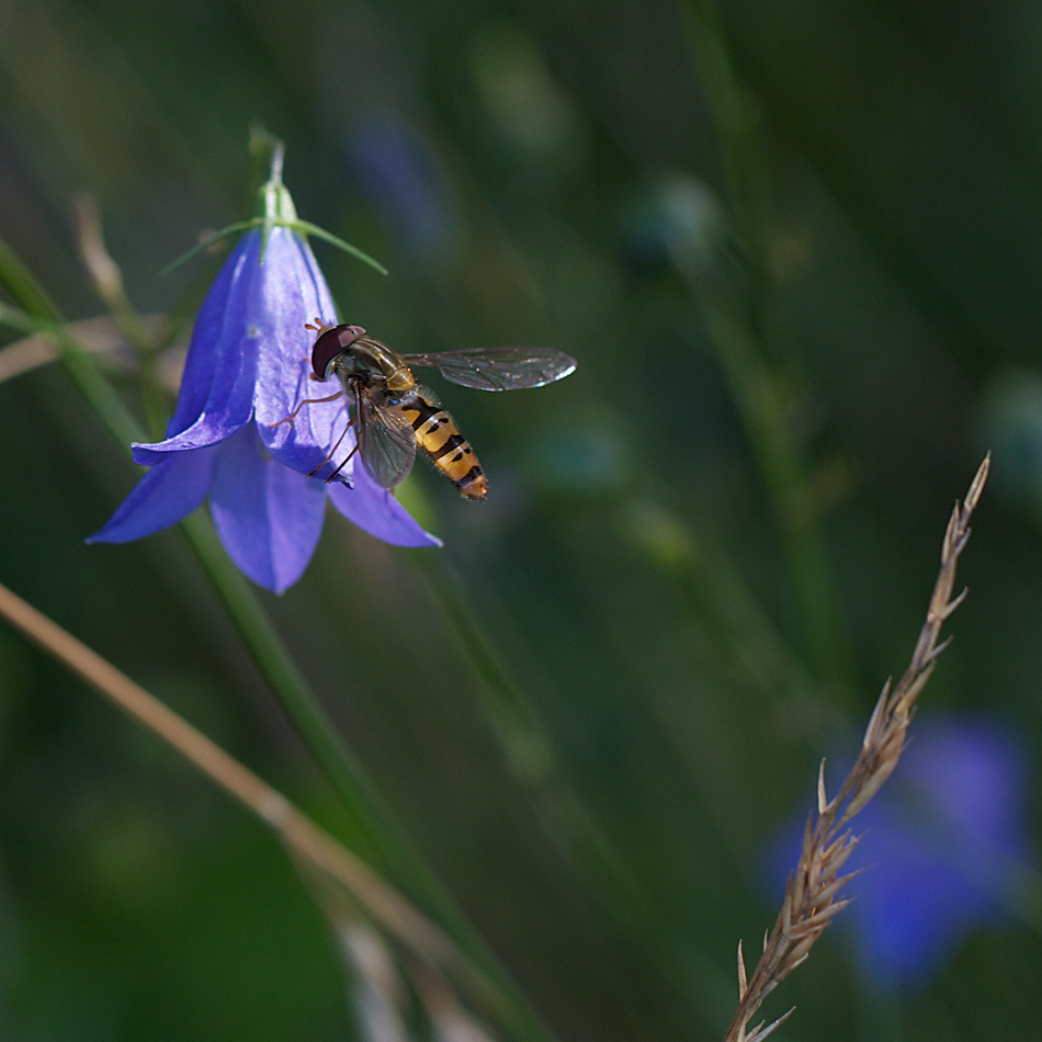 Blaue Blüte