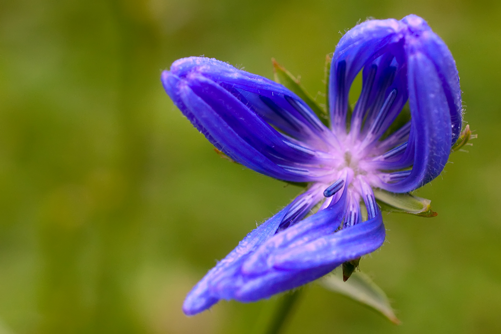 Blaue Blüte