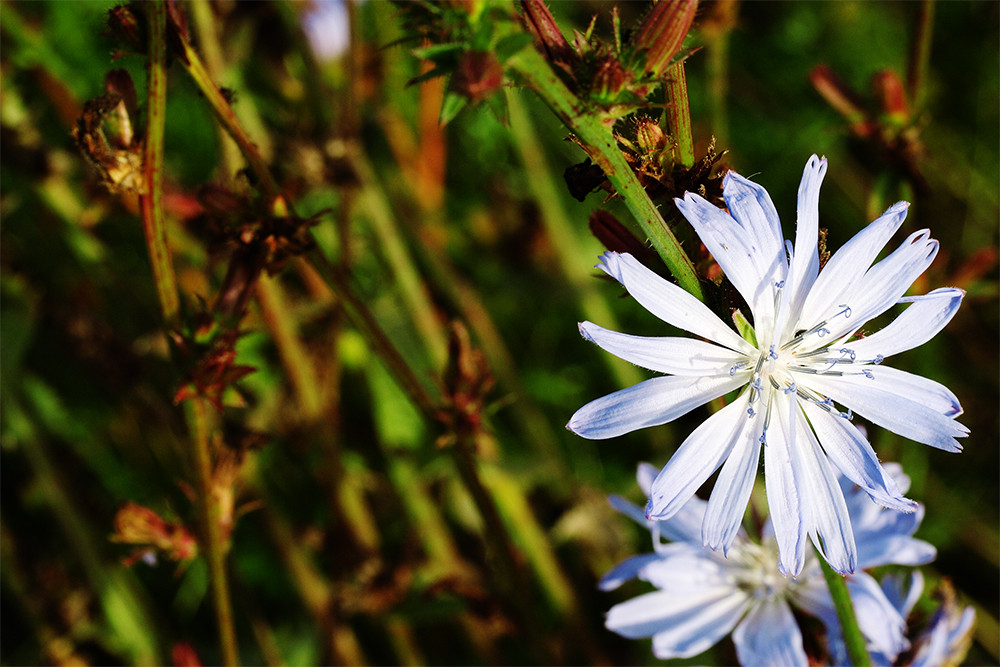 blaue Blüte