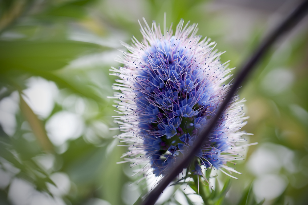 blaue Blüte