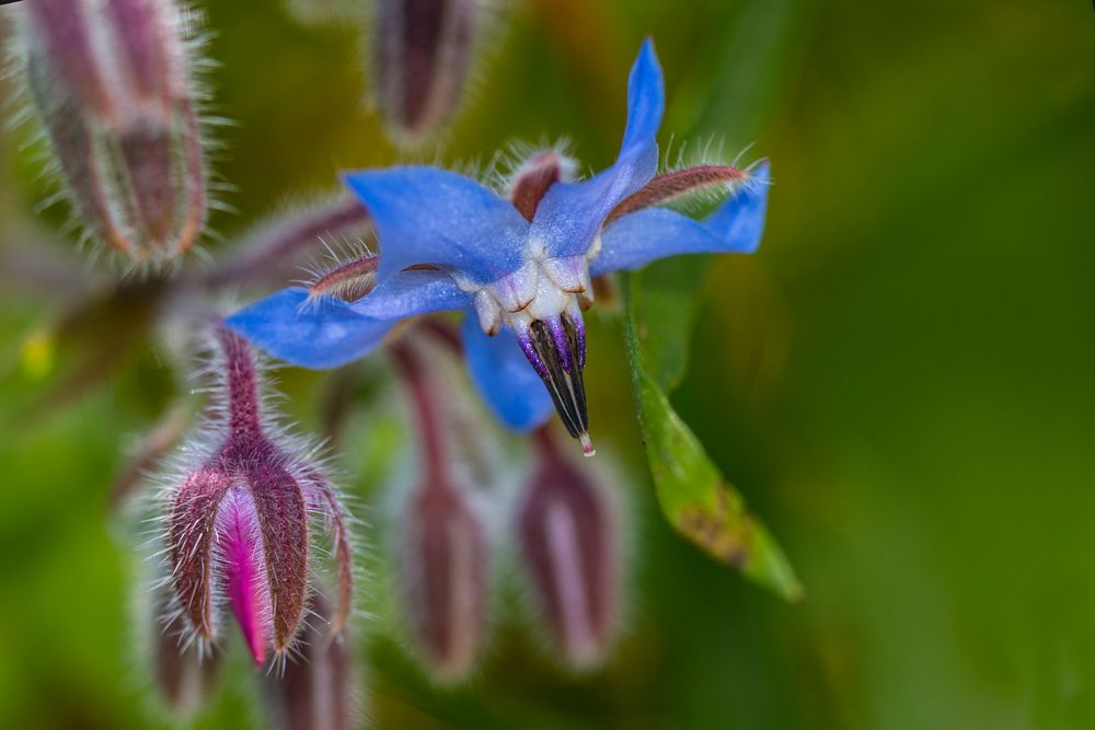 Blaue Blüte Foto & Bild pflanzen, pilze & flechten, landschaft