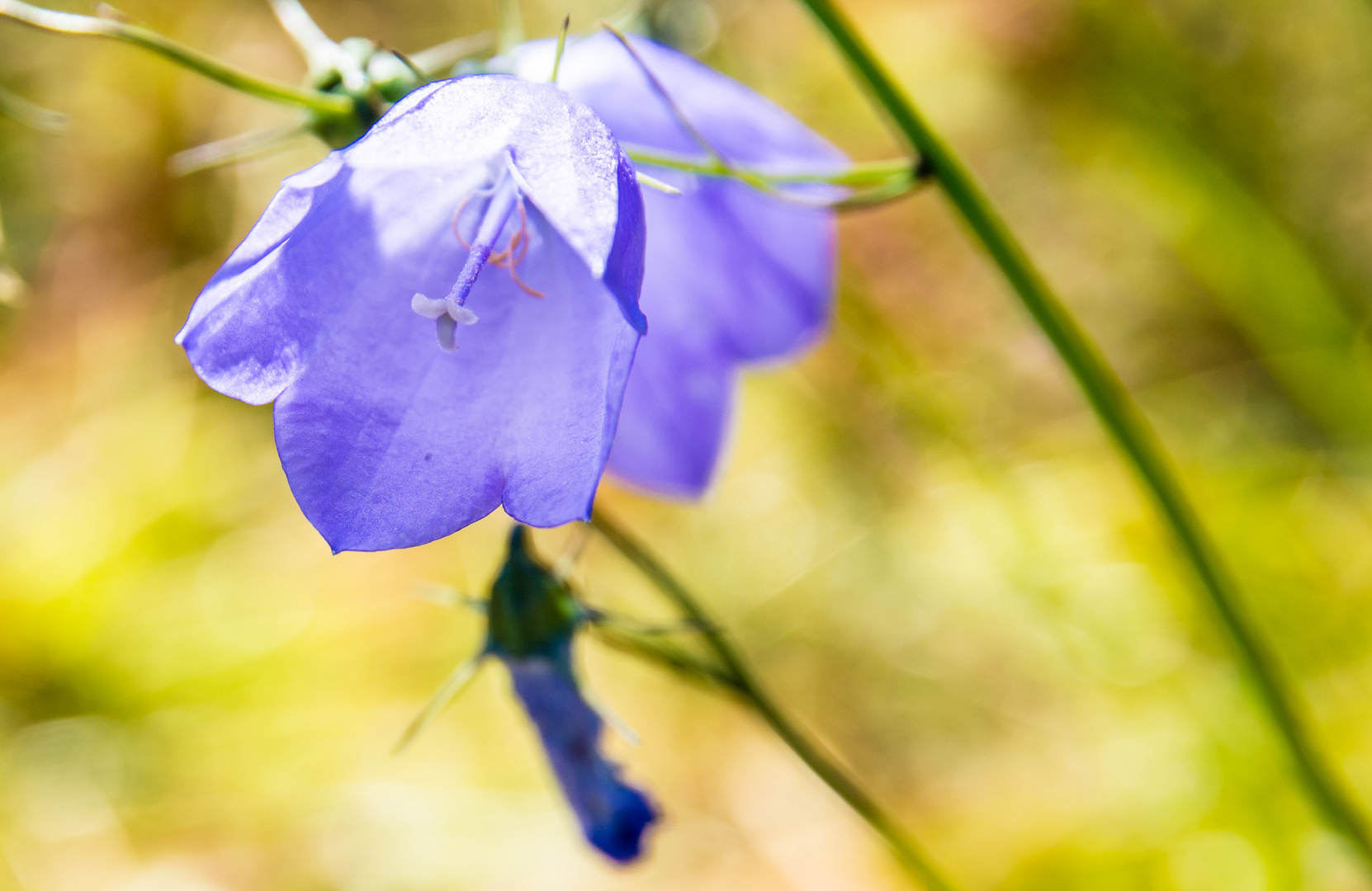 Blaue Blüte