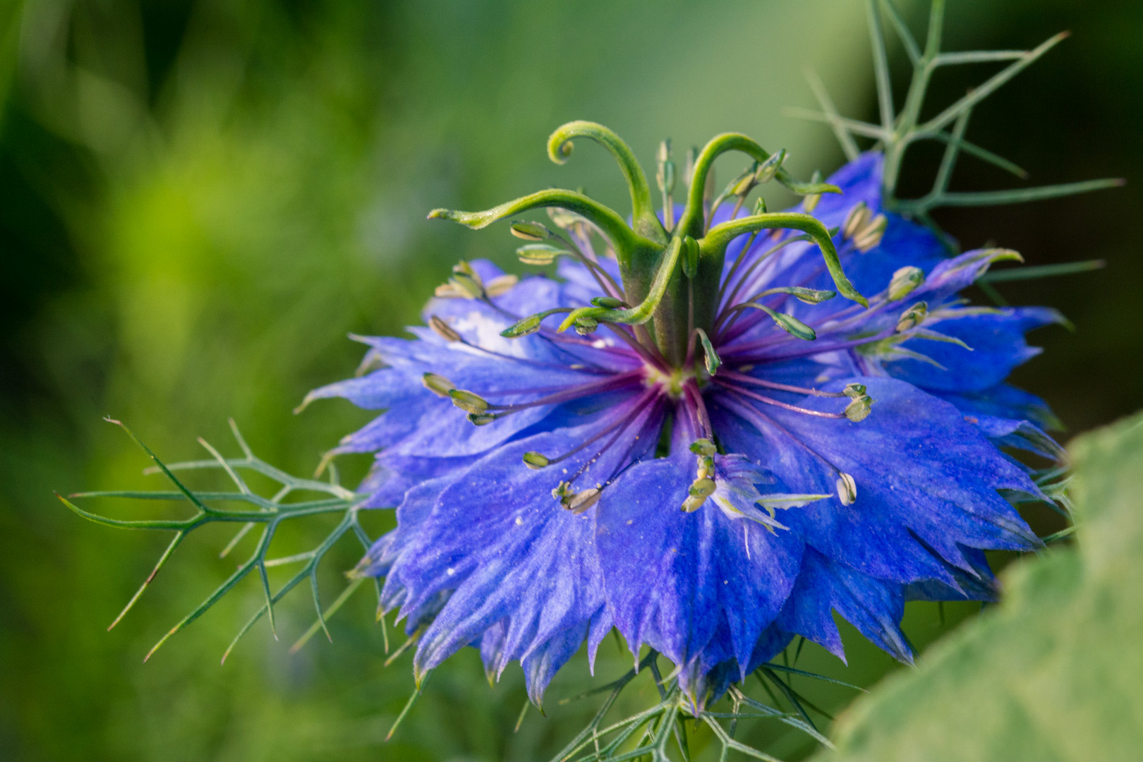 Blaue Blüte des Schwarzkümmels