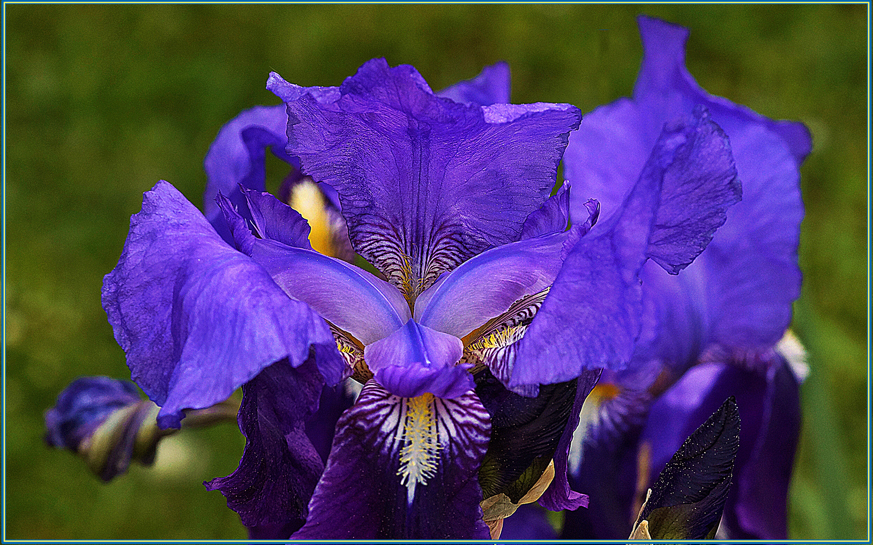 Blaue  Blüte die  Lilie