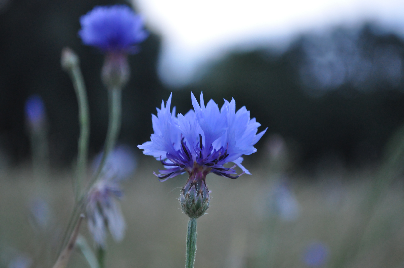 Blaue Blüte