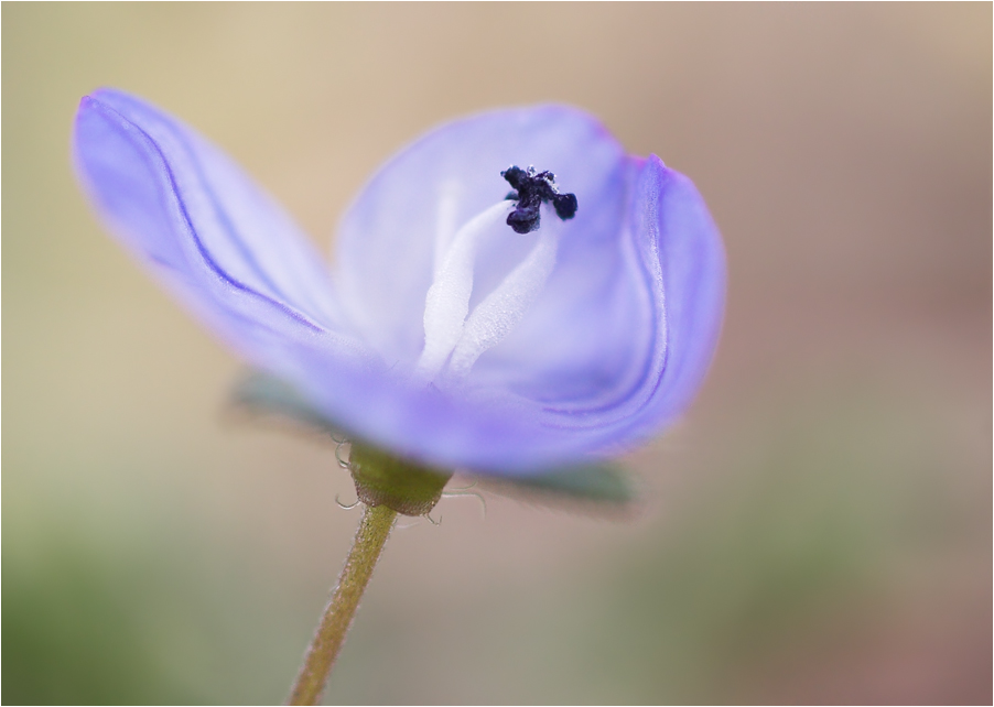 Blaue Blüte