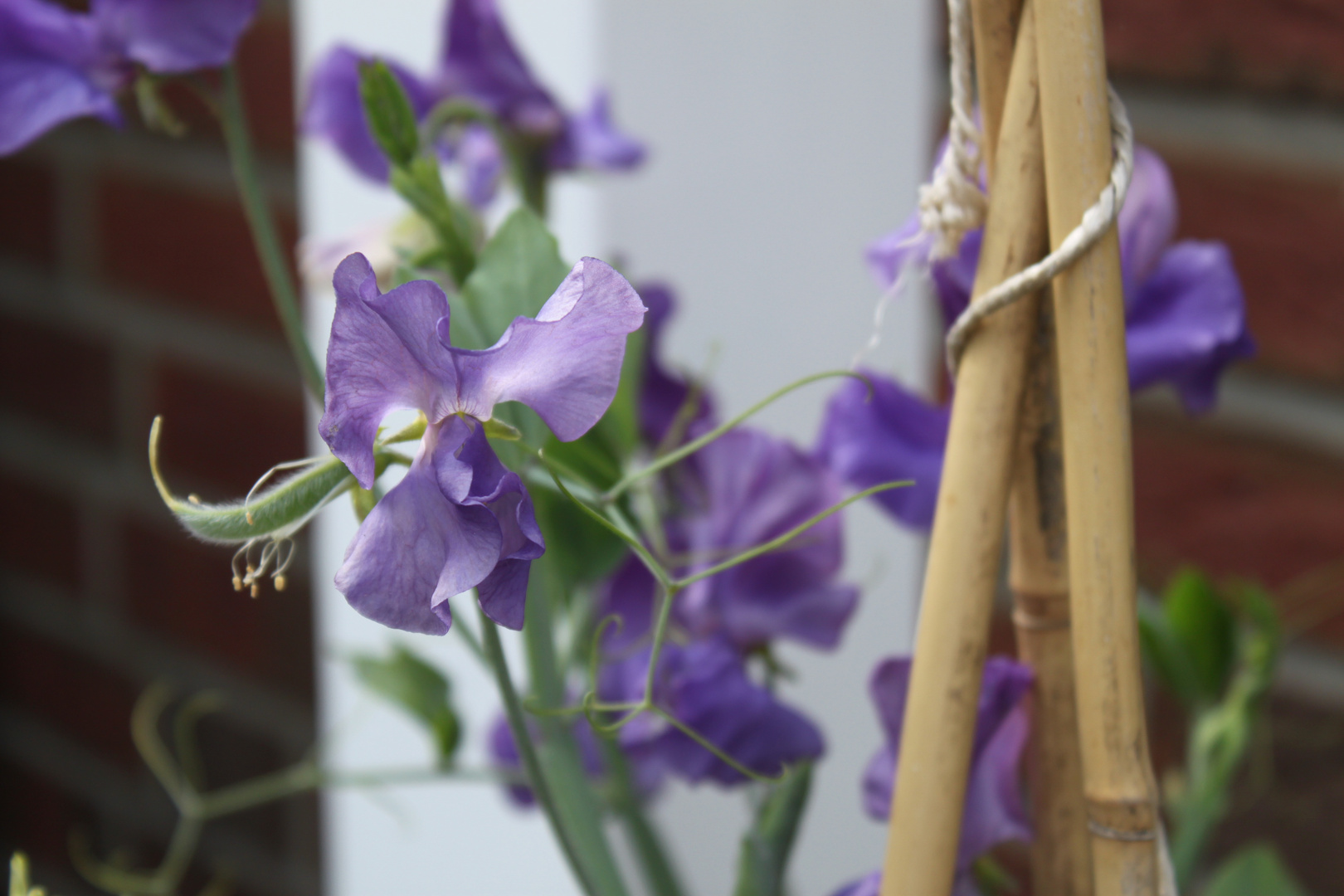 Blaue Blüte Edelwicke