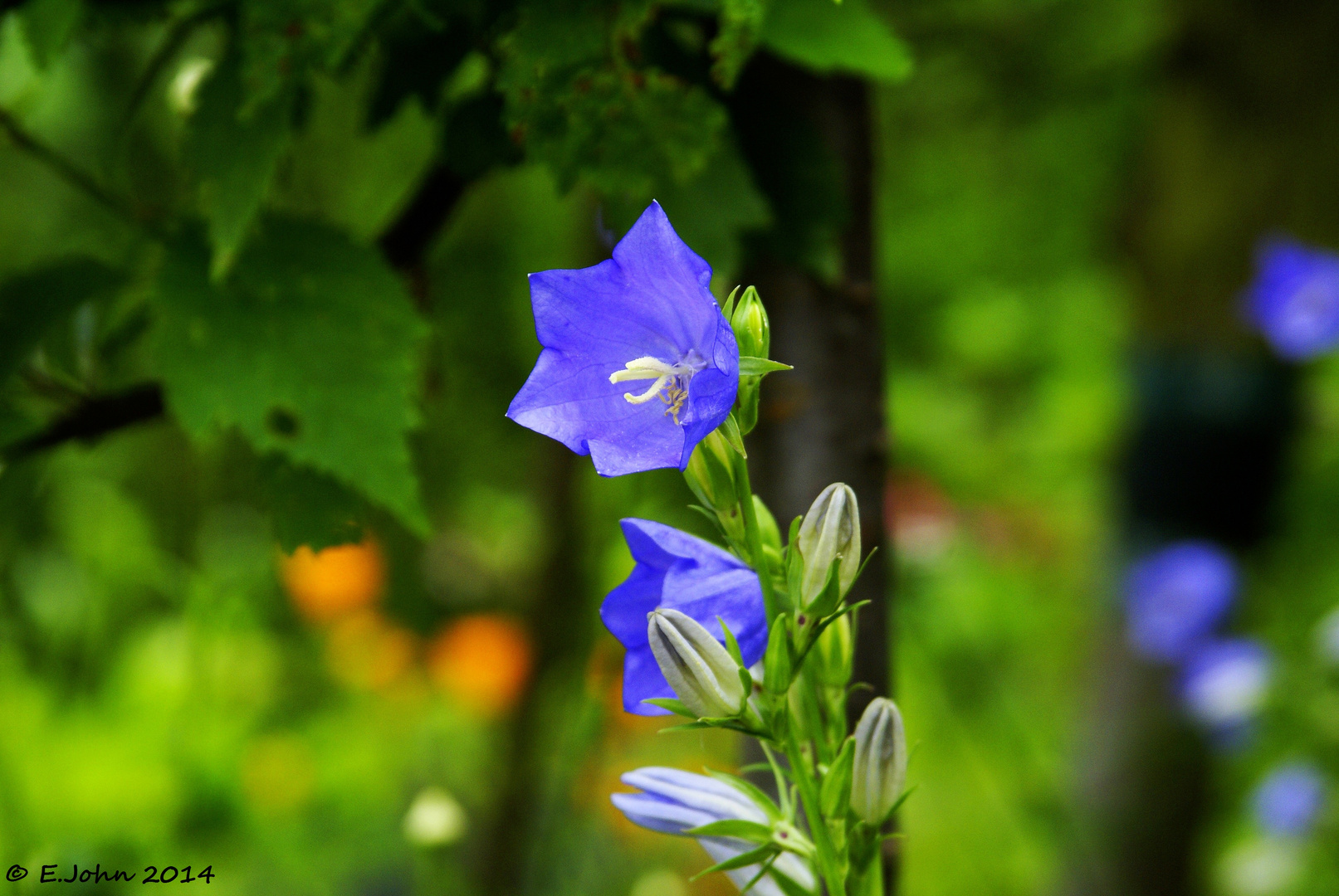 Blaue Blüte