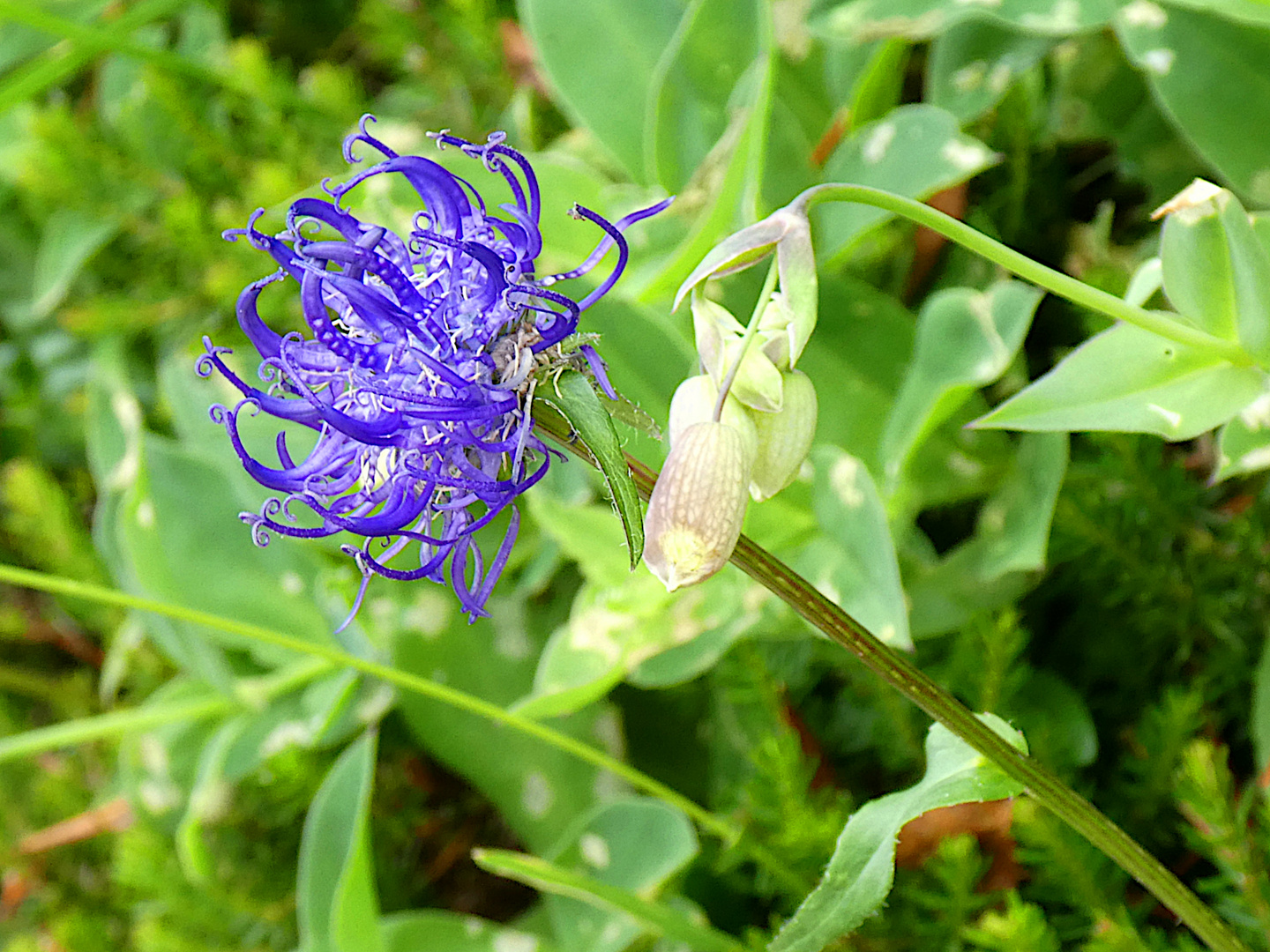 Blaue Blüte